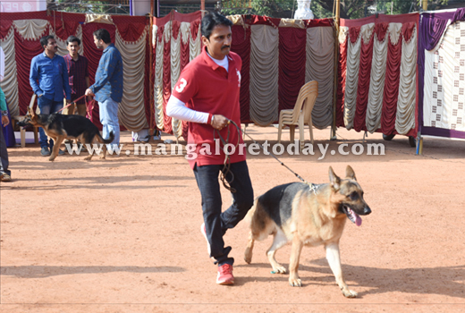 Dog Show 2
